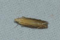 Monochroa cytisella