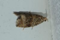 Celypha lacunana