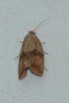 Celypha striana