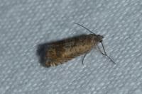Cydia gr. succedana