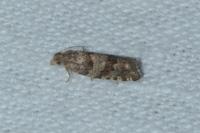 Rhopobota stagnana