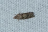 Rhopobota stagnana