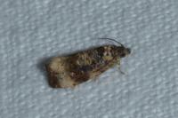 Endothenia gr. gentianaeana