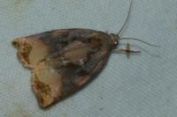 Archips podana