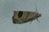 Notocelia uddmanniana