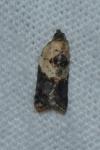 Acleris variegana