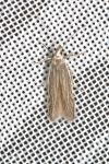 Coleophora