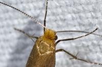 Nematopogon adansoniella