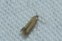 Coptotriche marginea