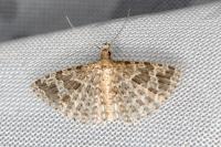 Alucita hexadactyla