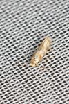 Bucculatrix ulmella