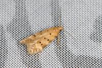 Pseudotelphusa paripunctella