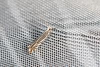 Micrurapteryx kollariella