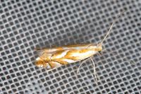 Phyllonorycter distentella