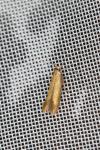 Tischeria