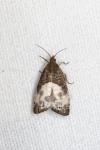 Notocelia cynosbatella
