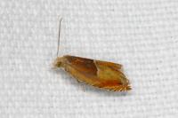 Ancylis mitterbacheriana