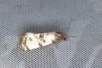 Cochylichroa atricapitana