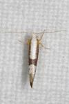 Argyresthia spinosella