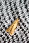 Tischeria