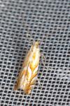 Phyllonorycter distentella