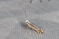 Micrurapteryx kollariella