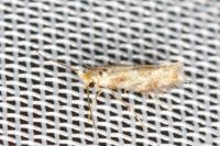 Bucculatrix ulmella