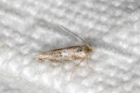 Bucculatrix