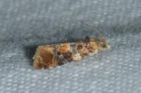 Lobesia reliquana
