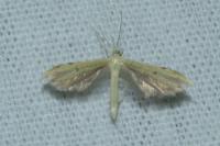 Adaina microdactyla