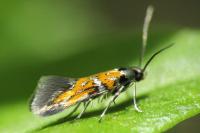 Chrysoesthia drurella