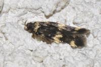 Oegoconia