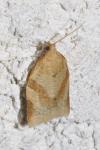 Clepsis consimilana