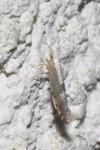 Argyresthia spinosella