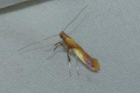 Caloptilia robustella