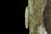 Taleporia tubulosa