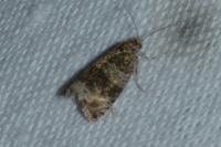 Orthotaenia undulana
