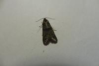 Tortricodes alternella