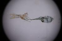 Prolita sexpunctella