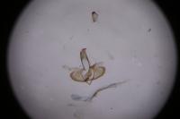 Coleophora deauratella