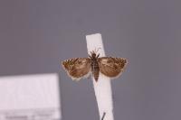 Dichrorampha plumbagana