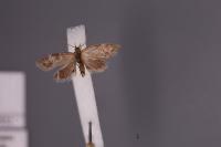 Anchinia laureolella