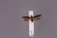 Scythris terrenella