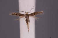 Ephysteris inustella