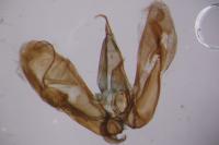 Merrifieldia leucodactyla