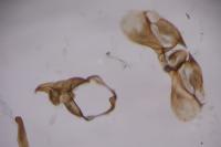 Isotrias stramentana