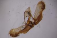 Gypsonoma nitidulana