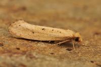 Myrmecozela ataxella