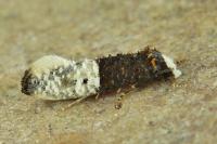 Trichophaga bipartitella