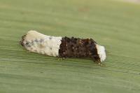 Trichophaga bipartitella